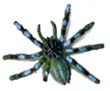 Toy Spider