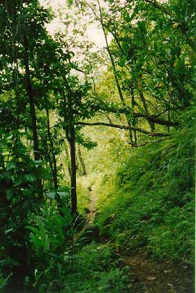 Jungle Trail